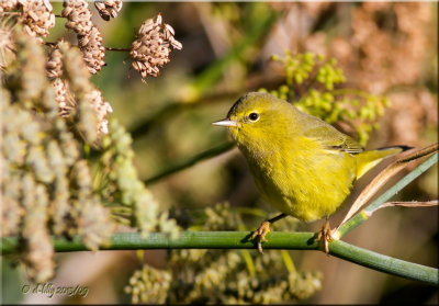Orange-crowned Warbler