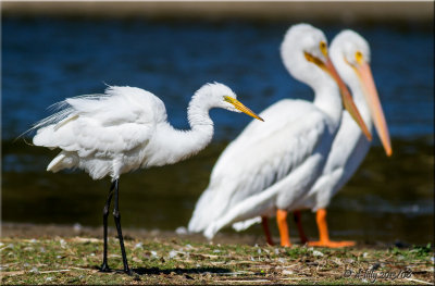Snowy Egret