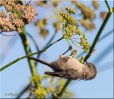 Bushtit