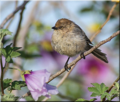 Bushtit