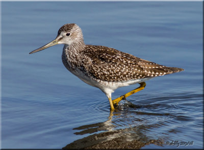 Greater Yellowlegs