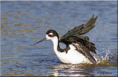 Black-necked Stilt