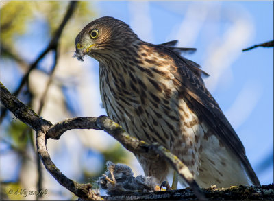 Cooper's Hawk with prey