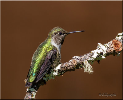 Anna's Hummingbird, female
