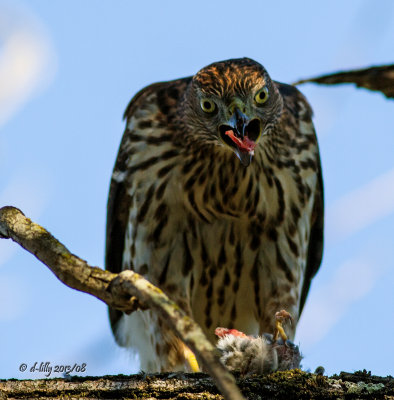 Cooper's Hawk with prey