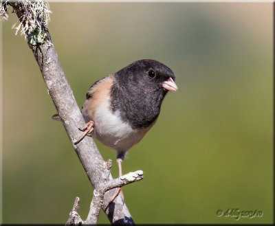 Dark-eyed Junco