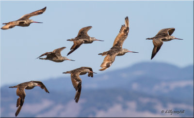 Marbled-godwits