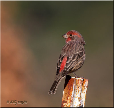 House Finch