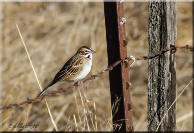 Lark Sparrow