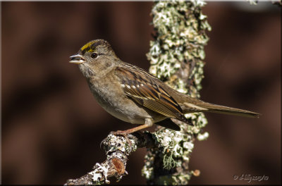 Golden-crowned Finch