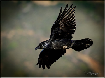 Common Raven, juvenile