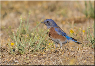 Western Bluebird