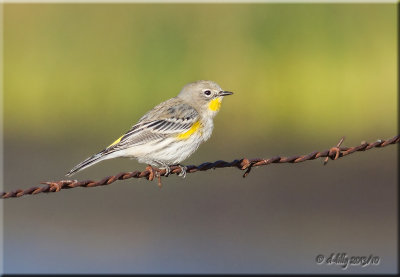 Yellow-rumped Warbler