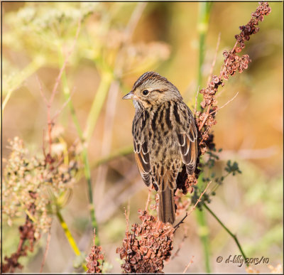 Lincoln Sparrow
