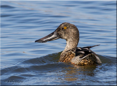 Northern Shoveler