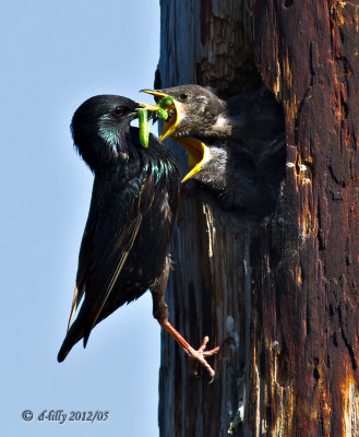 European Starlings being fed