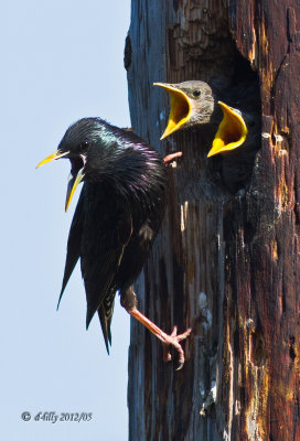 European Starlings
