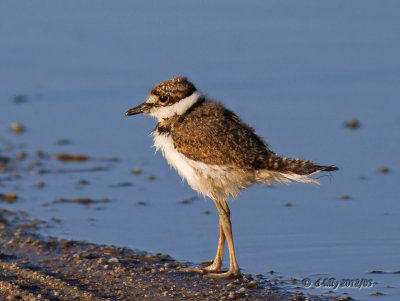 Killdeer