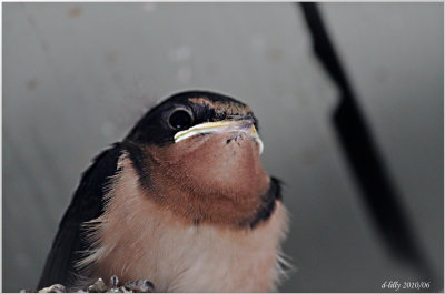 Barn Swallow