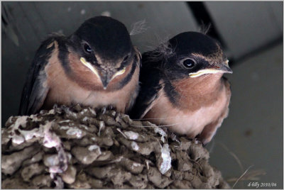 Barn Swallows
