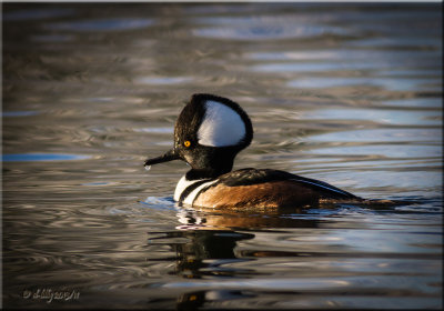Hooded Merganser