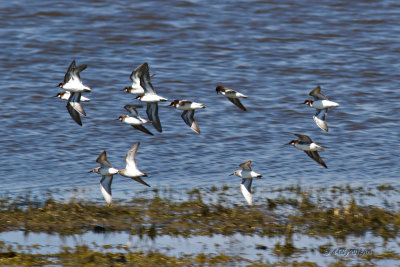 Red-necked Phalaropes