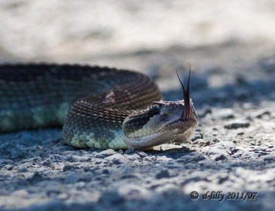 Western Diamond-back Rattlesnake