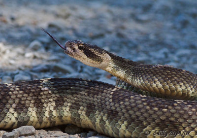 Western Diamond-back Rattlesnake