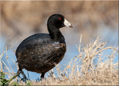 American Coot