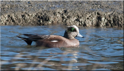 American Wigeon