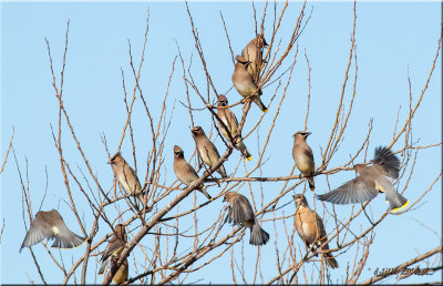 Cedar Waxwing