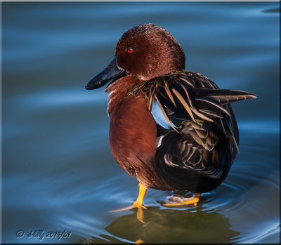 Cinnamon Teal