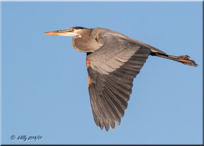 Great Blue Heron