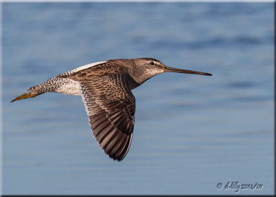 Long-blilled Dowitcher