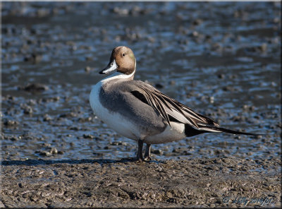 Northern Pintail