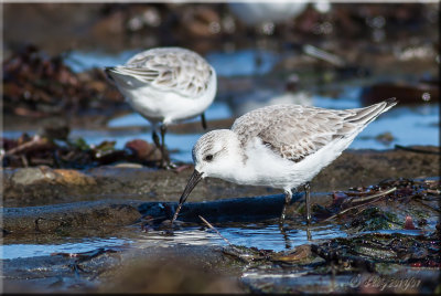 Sanderling