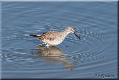 Stilt Sandpiper-lifer