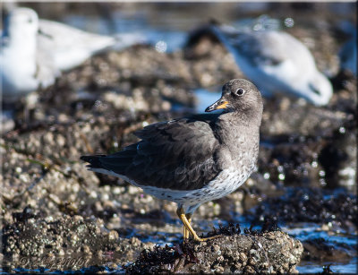 Surfbird