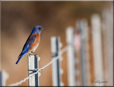 Western Bluebird