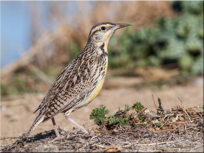 Western Meadowlark