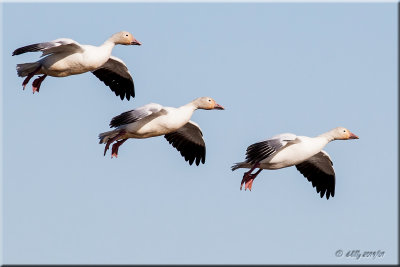 Snow Geese incoming.jpg