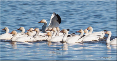Snow Geese.jpg