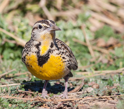Western Meadowlark.jpg