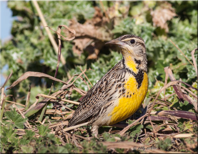 Western Meadowlark.jpg