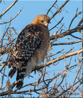 Red-shouldered Hawk.jpg