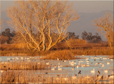 Sacramento Wildlife Refuge.jpg