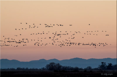 Sacramento Wildlife Refuge sunset.jpg