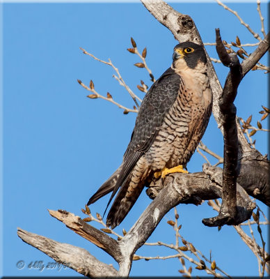 Peregrine Falcon.jpg