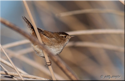 Marsh Wren.jpg