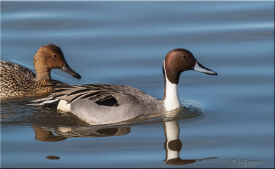 Northern Pintails.jpg